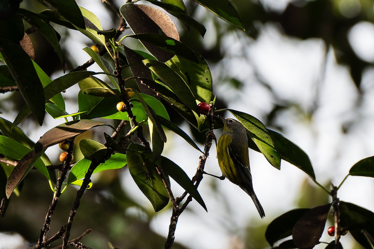 Magnolia Warbler - ML642986755