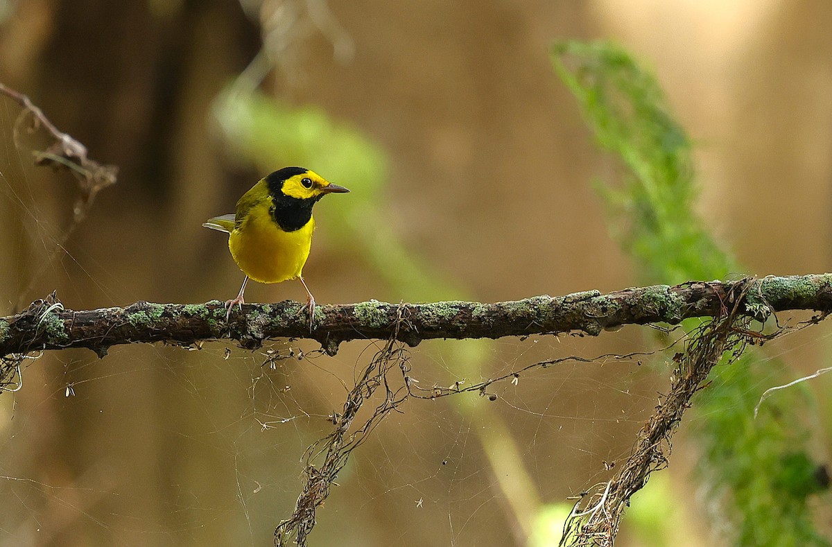 Hooded Warbler - ML642986756