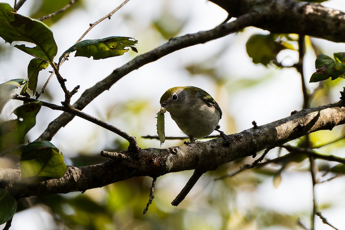 Chestnut-sided Warbler - ML642986758