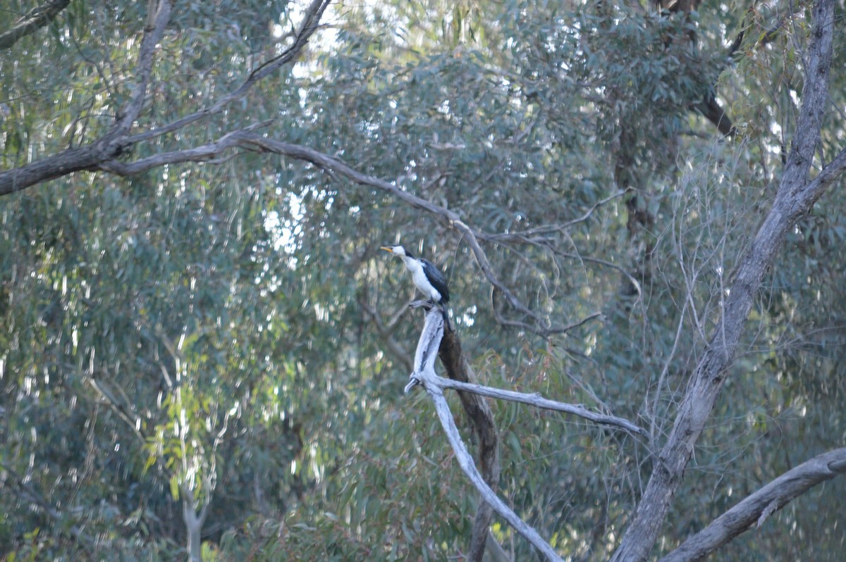Little Pied Cormorant - ML642986760