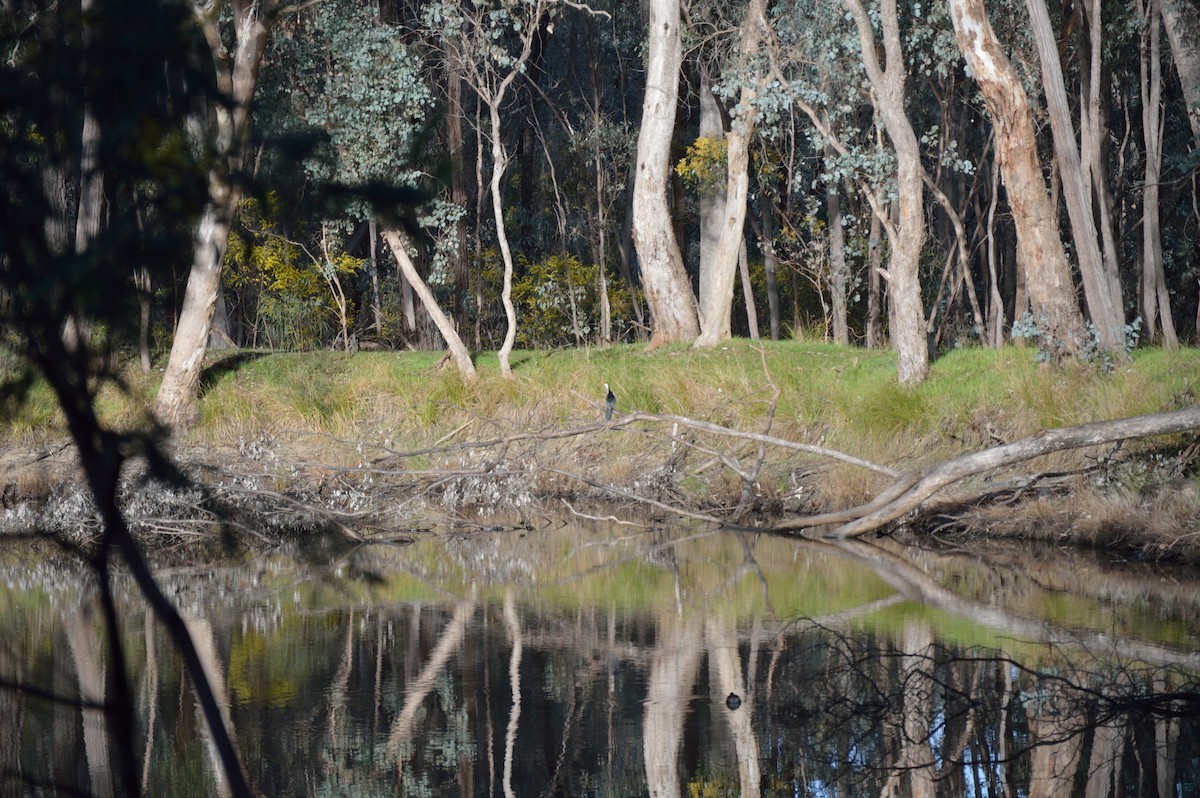 Little Pied Cormorant - ML642986761