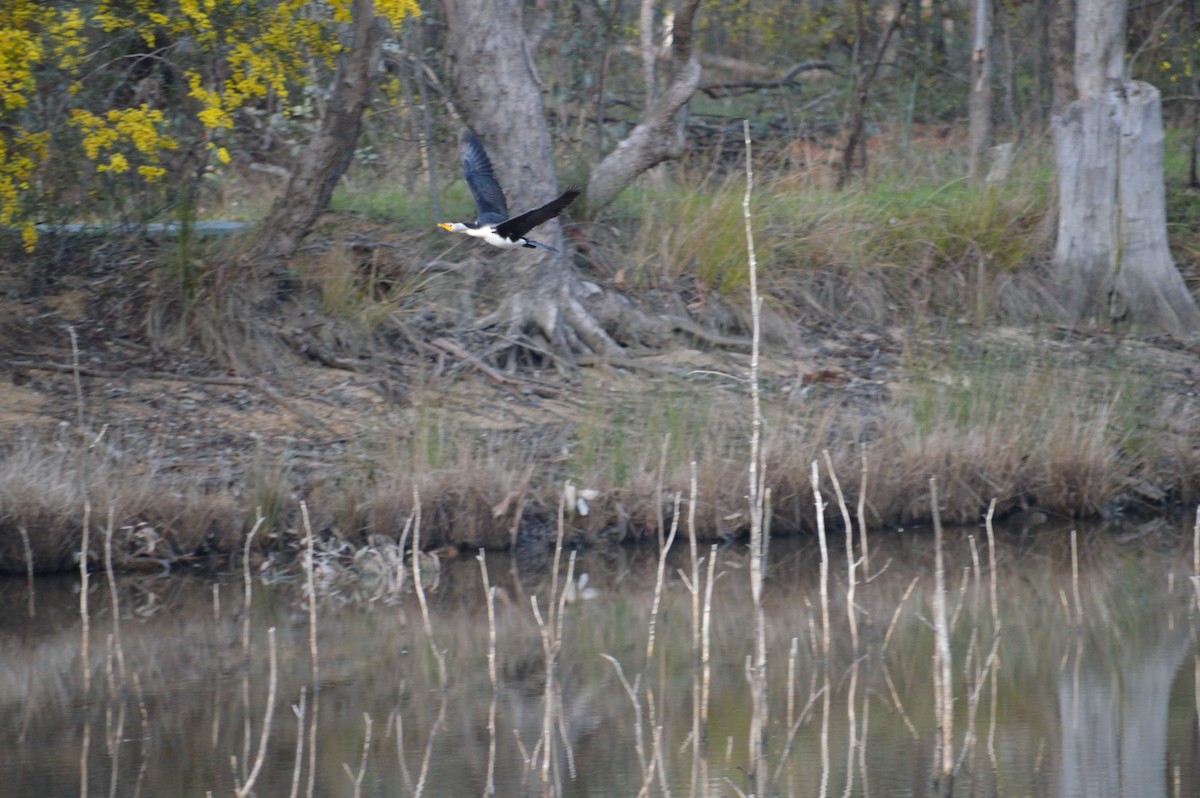 Little Pied Cormorant - ML642986762