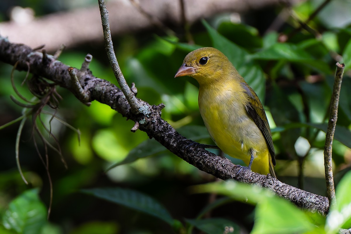 Piranga écarlate - ML642986764