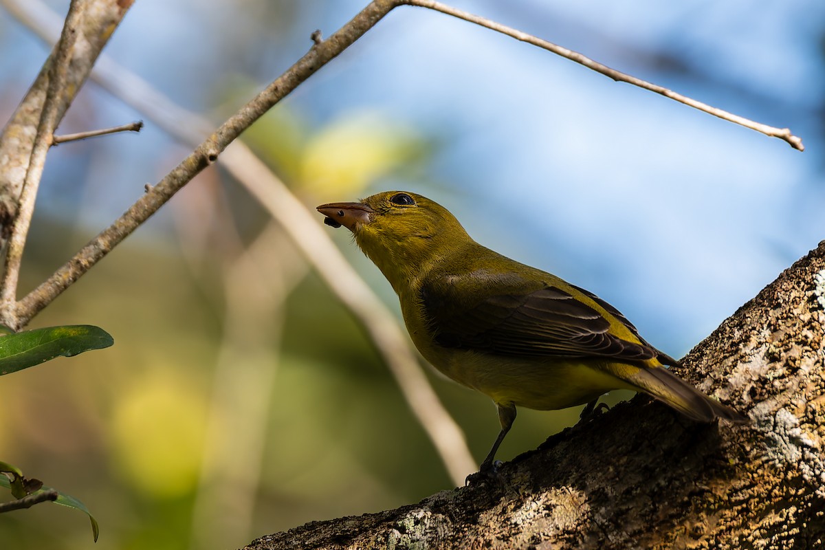 Piranga écarlate - ML642986766