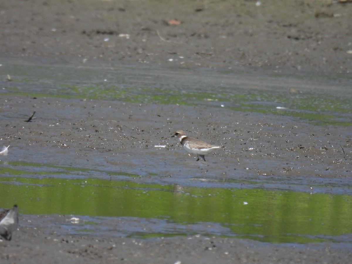 Semipalmated Plover - ML642986771