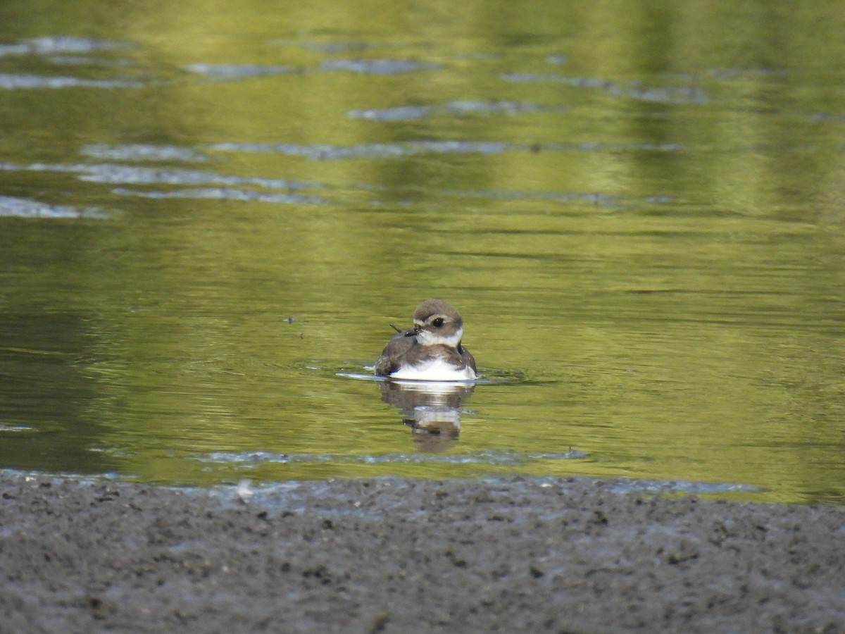 Semipalmated Plover - ML642986772
