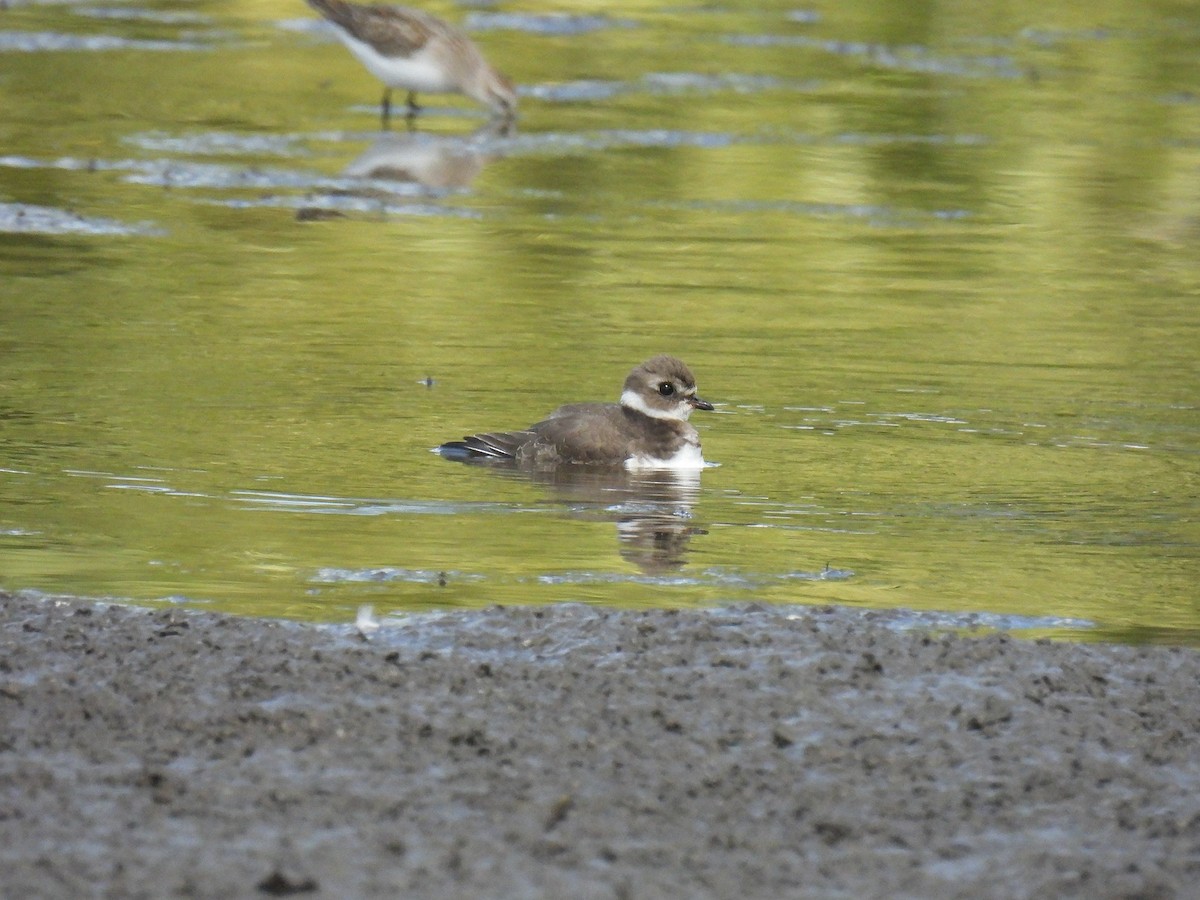 Semipalmated Plover - ML642986773