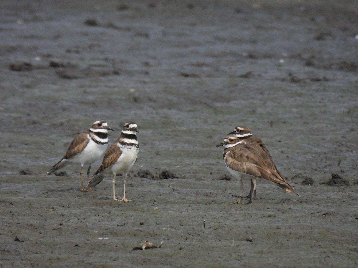 Killdeer - ML642986782