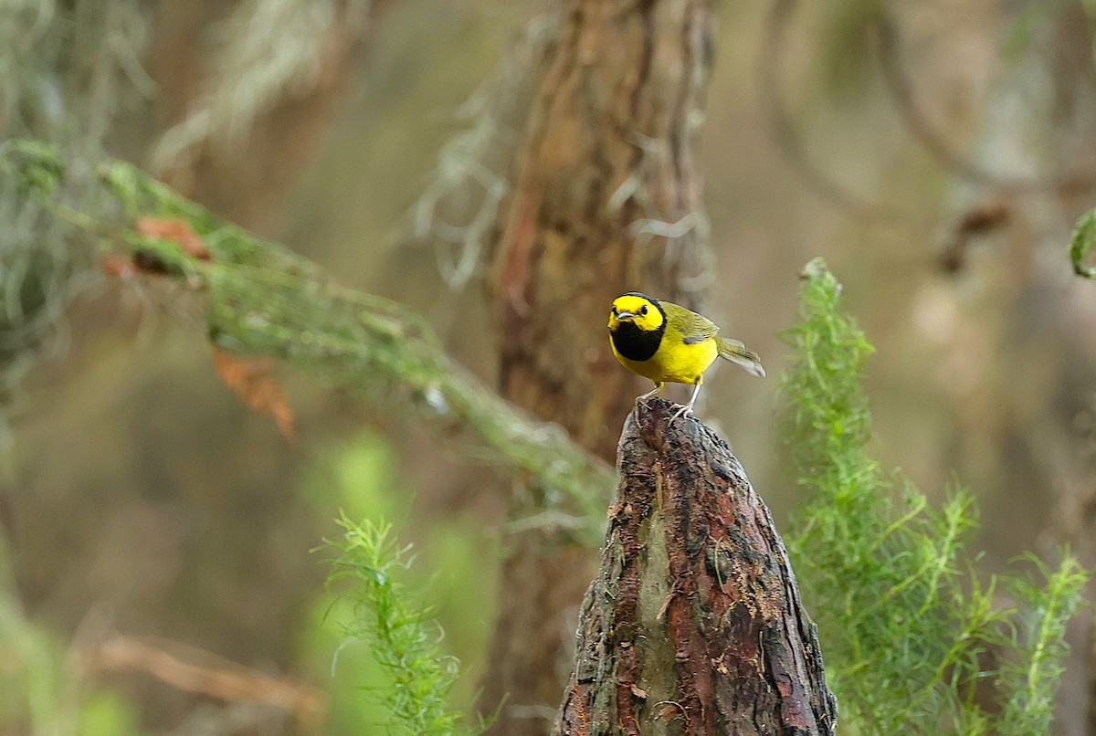Hooded Warbler - ML642986792