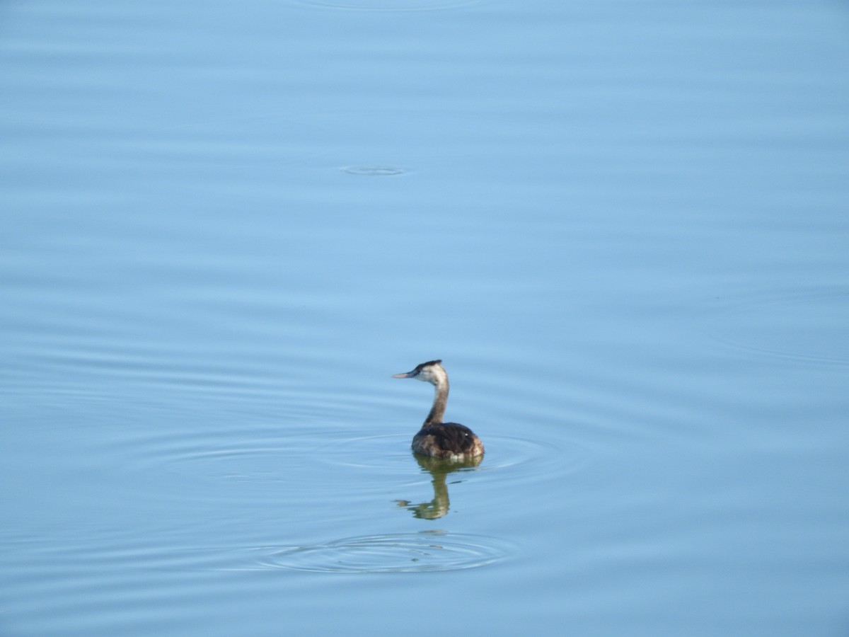 Great Crested Grebe - ML642986793