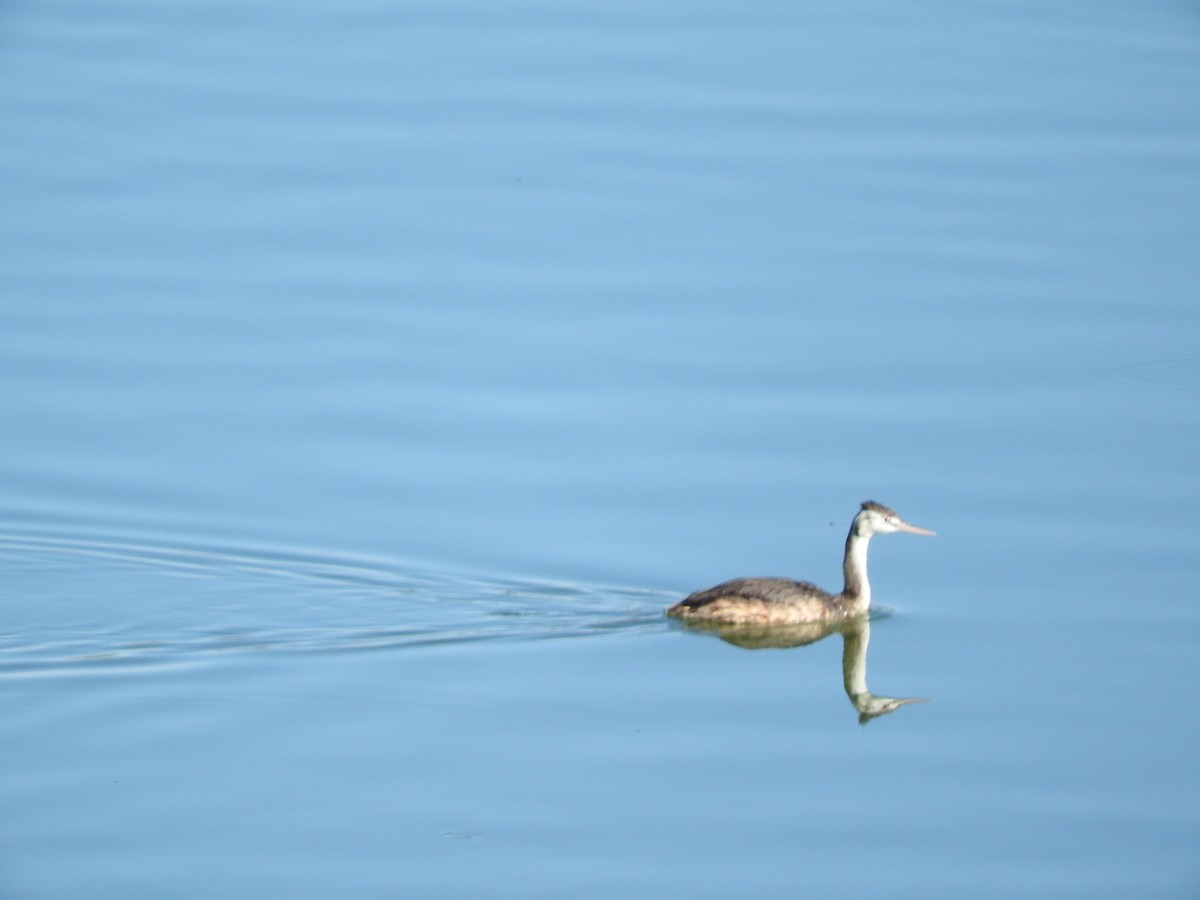 Great Crested Grebe - ML642986794