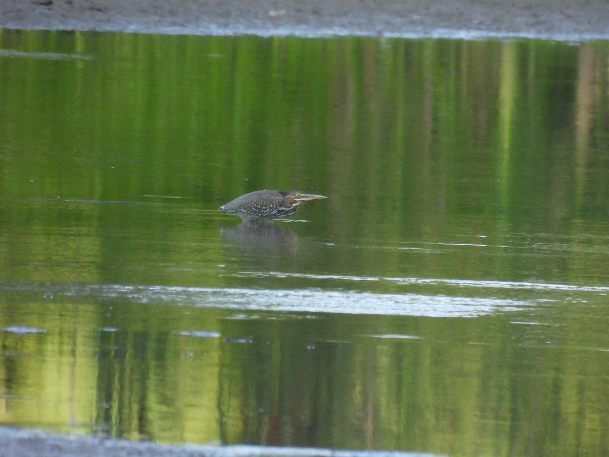 Green Heron - ML642986800