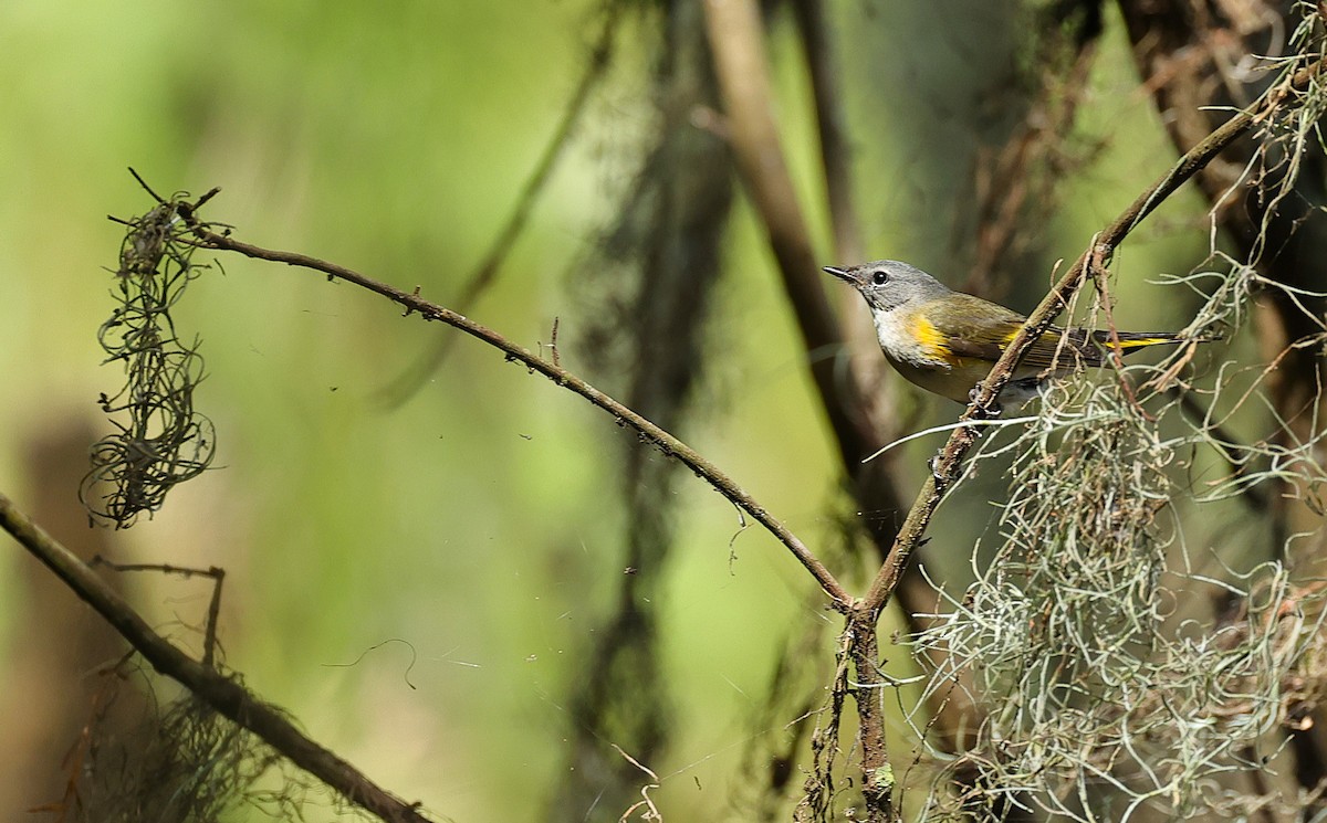 American Redstart - ML642986805