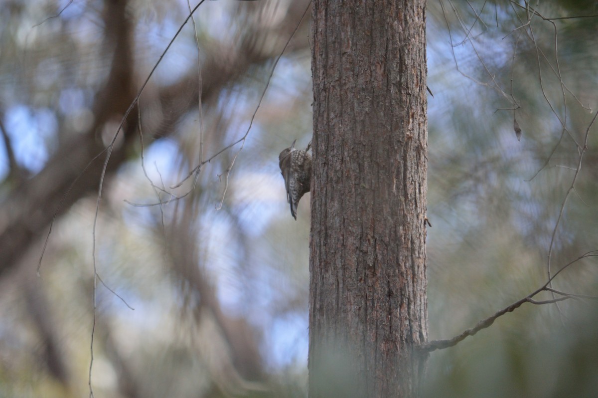 White-throated Treecreeper - ML642986822