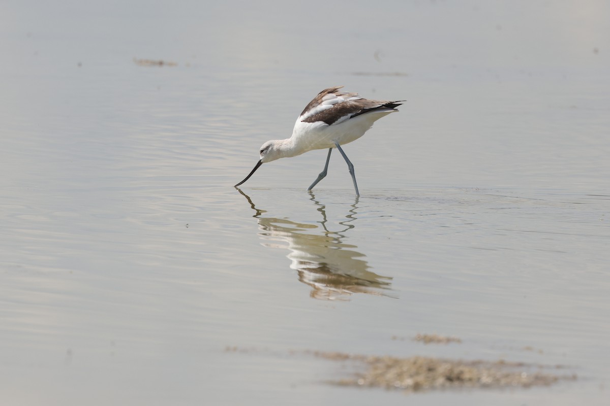 American Avocet - ML642986825