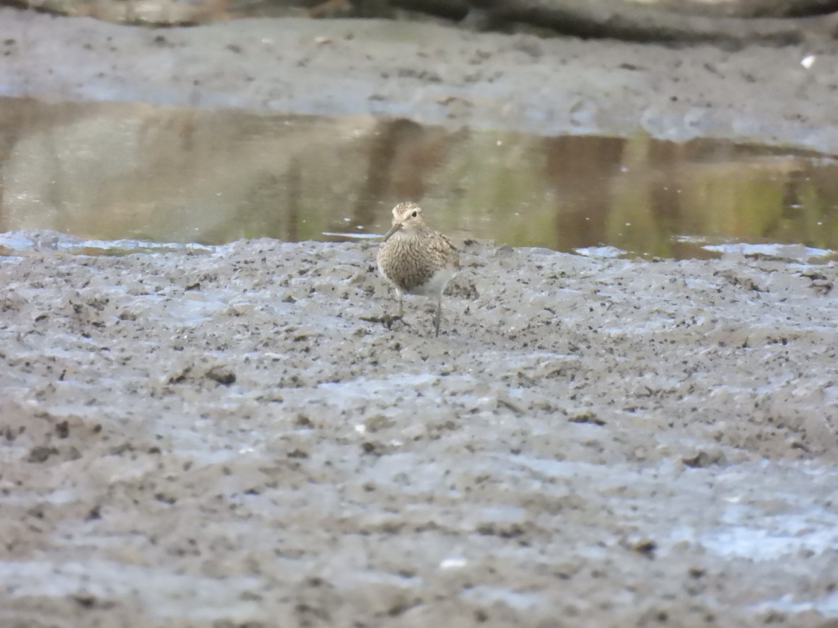 Graubrust-Strandläufer - ML642986829