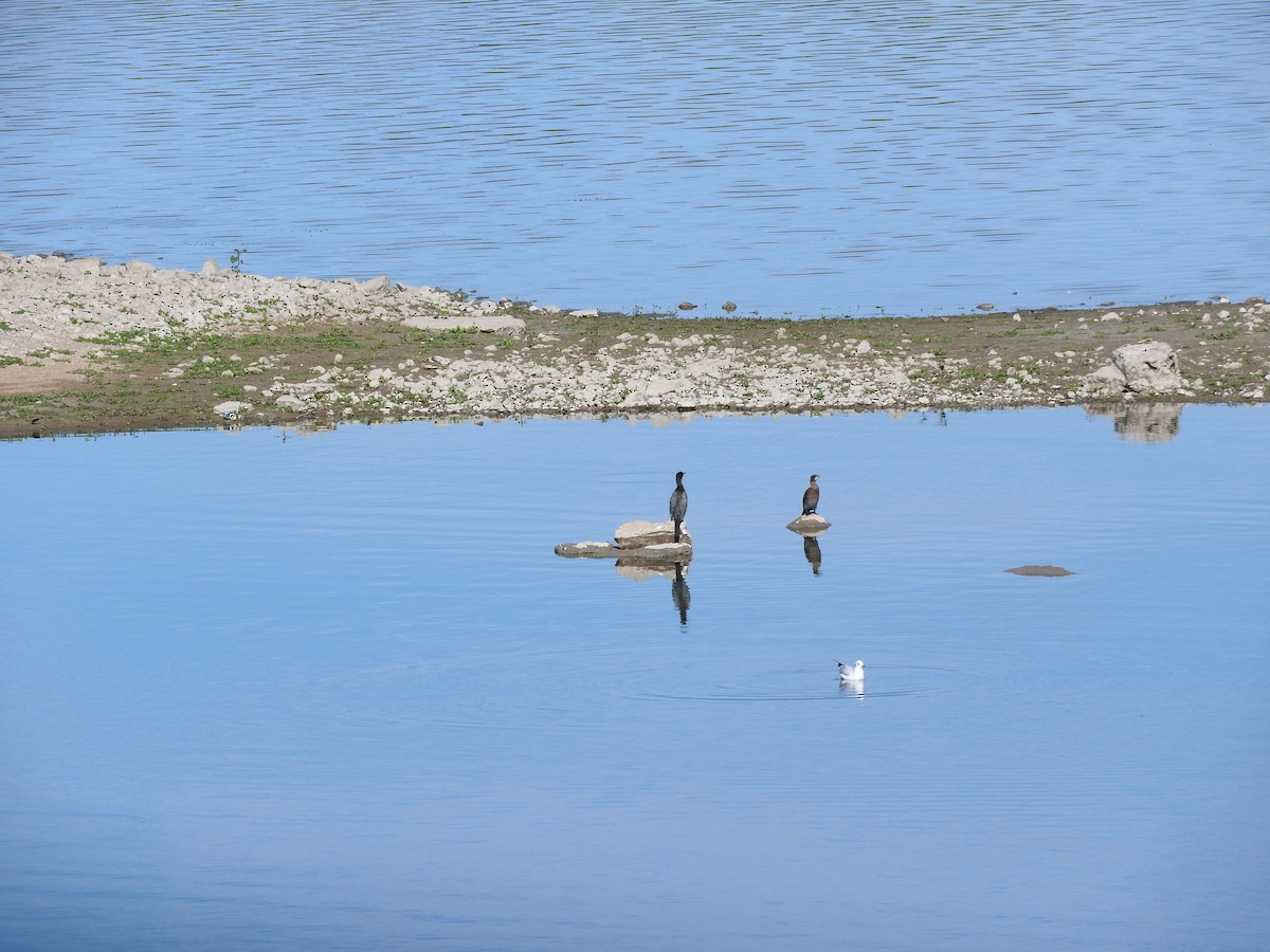 Pygmy Cormorant - ML642986838
