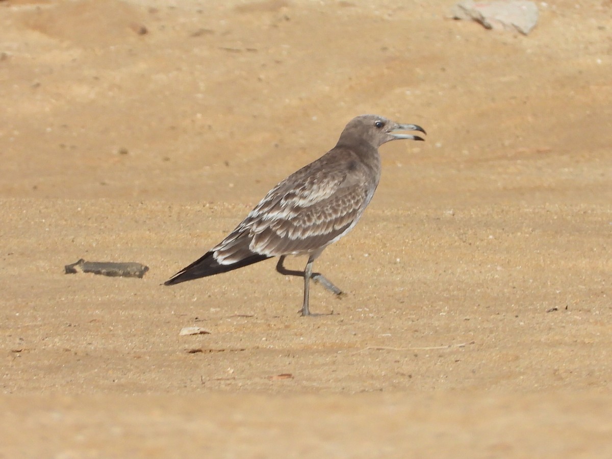 Sooty Gull - ML642986844