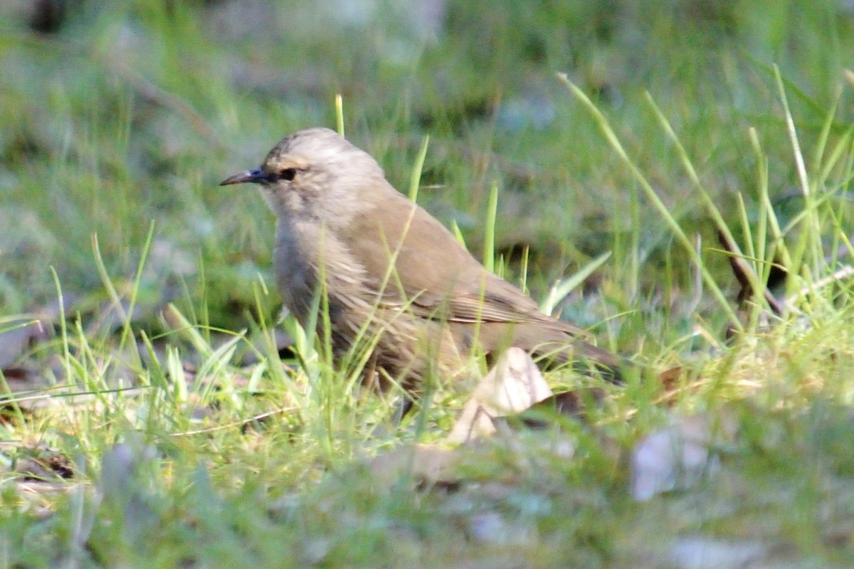 Brown Treecreeper - ML642986845