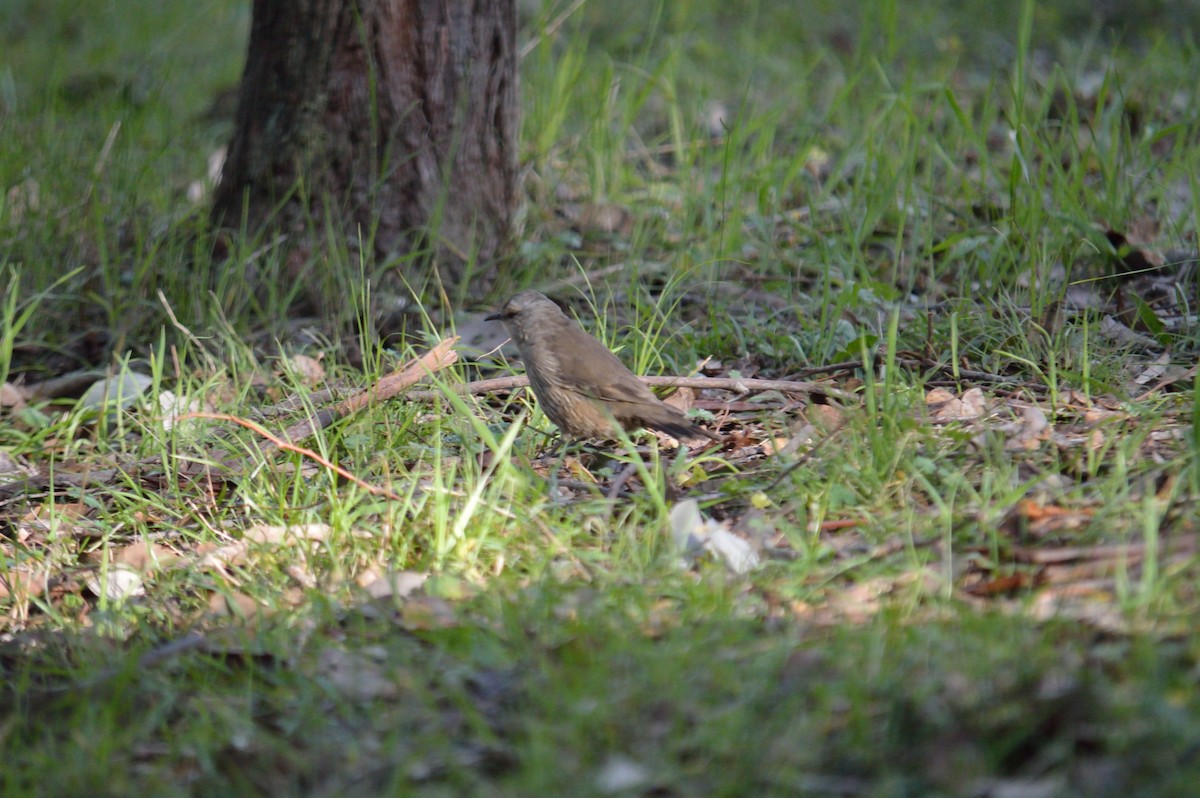 Brown Treecreeper - ML642986847