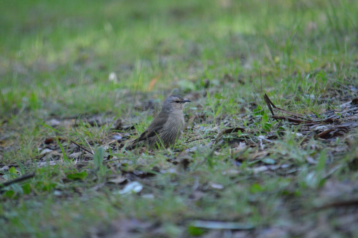 Brown Treecreeper - ML642986848