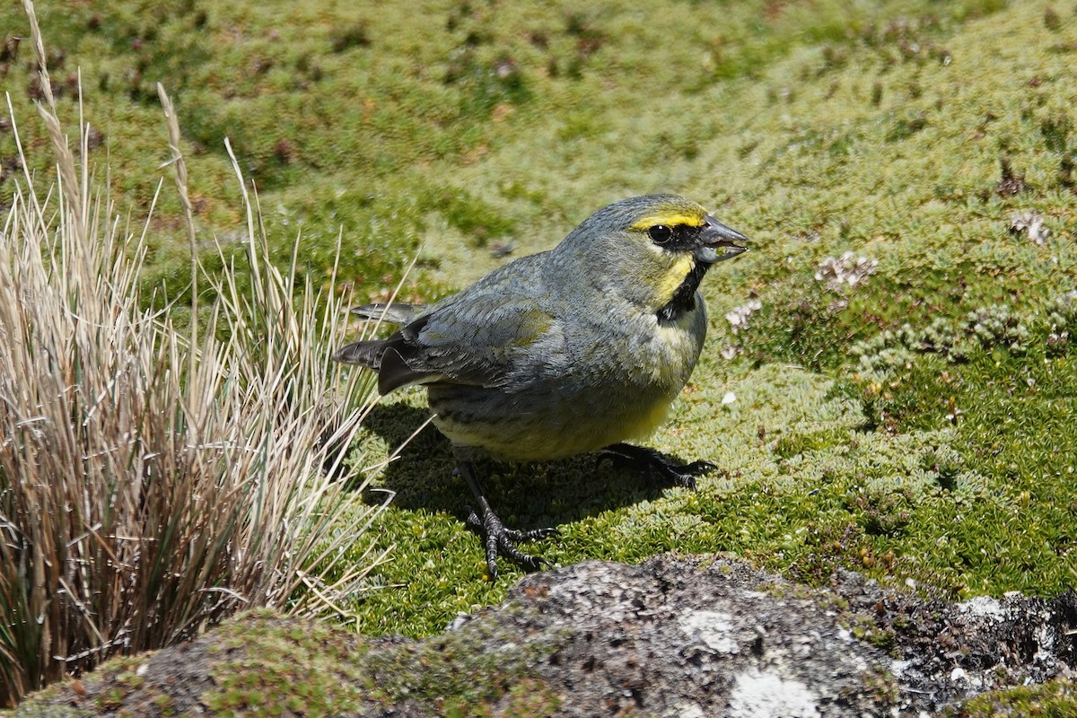 Yellow-bridled Finch - ML642986850