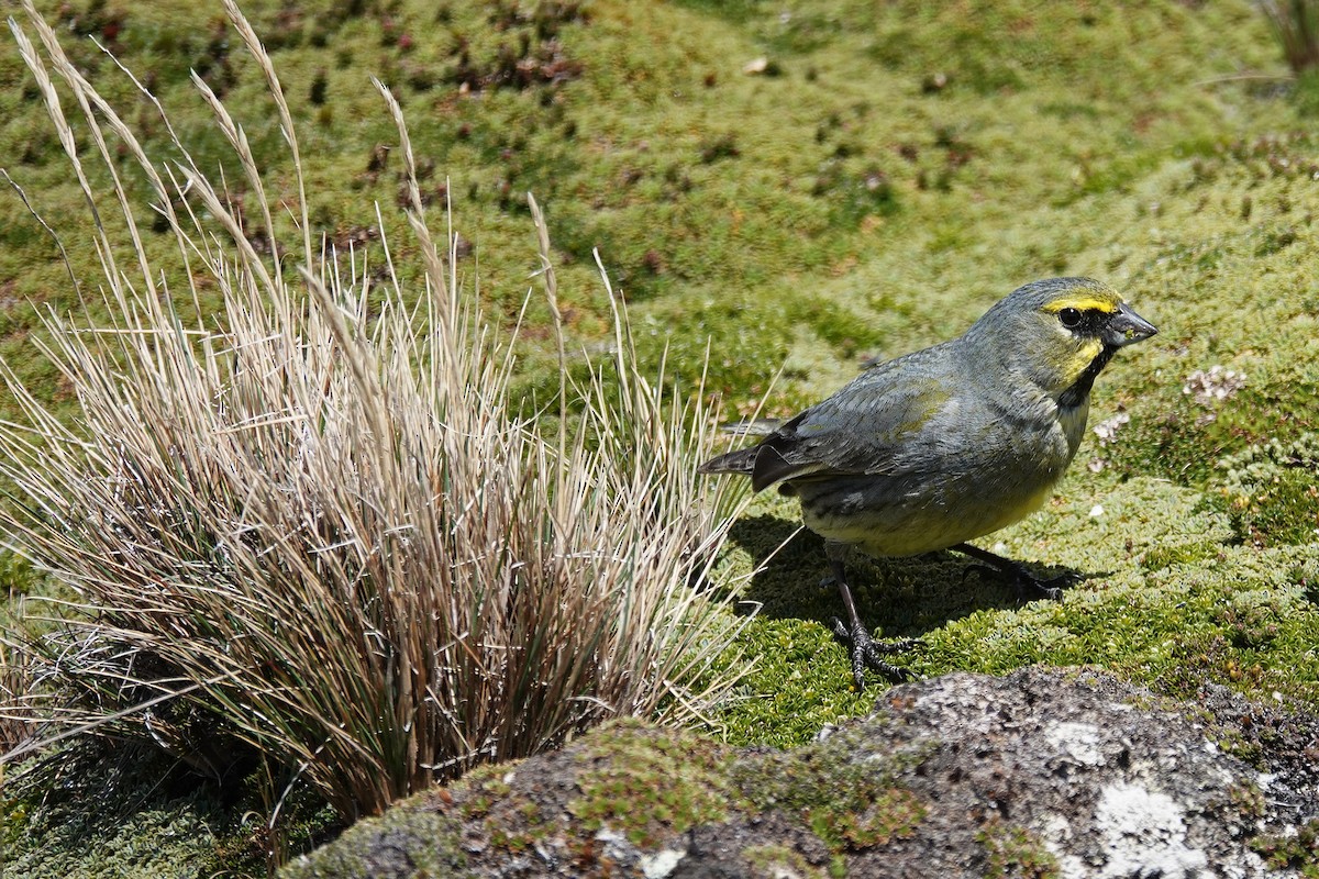 Yellow-bridled Finch - ML642986851
