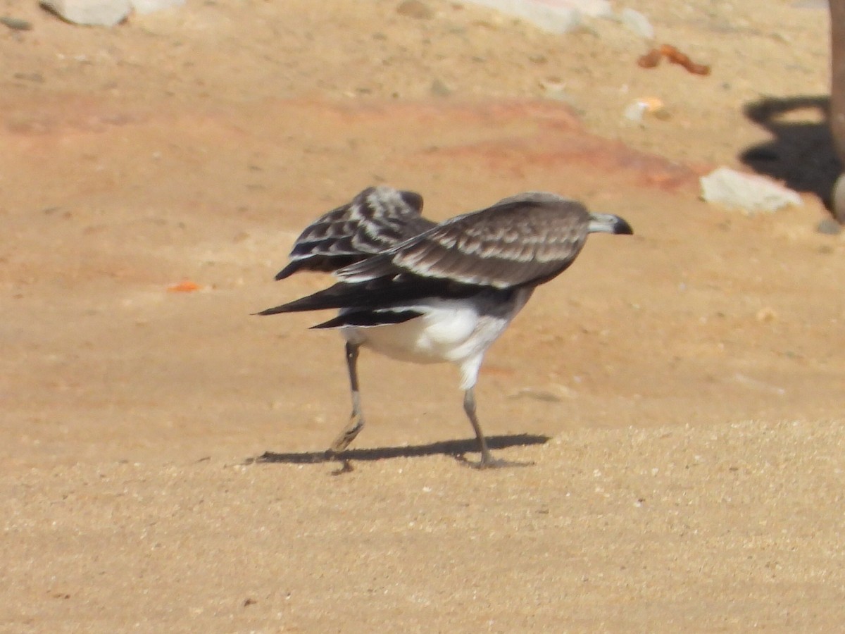 Sooty Gull - ML642986856
