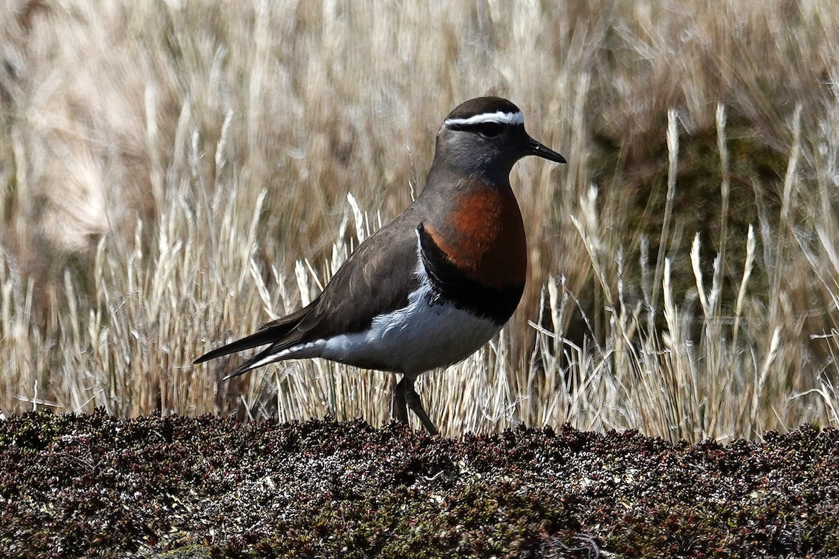 Rufous-chested Dotterel - ML642986868