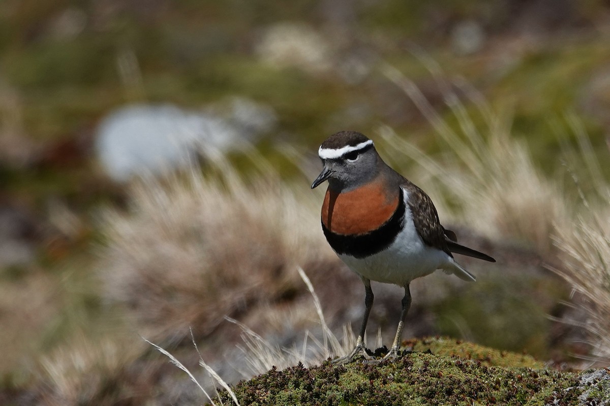 Rufous-chested Dotterel - ML642986869