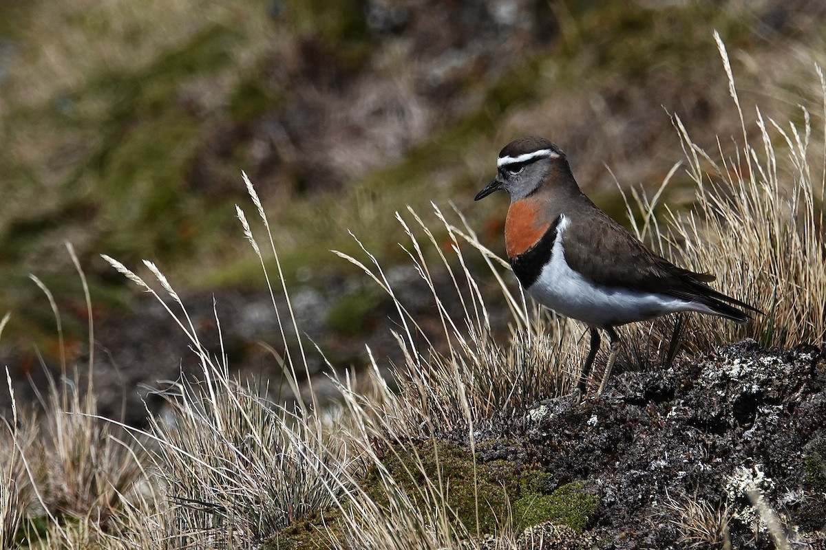 Rufous-chested Dotterel - ML642986870