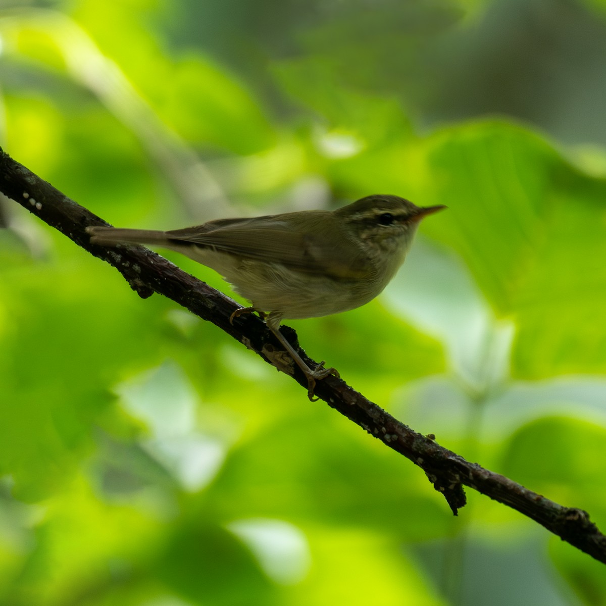 Large-billed Leaf Warbler - ML642986872
