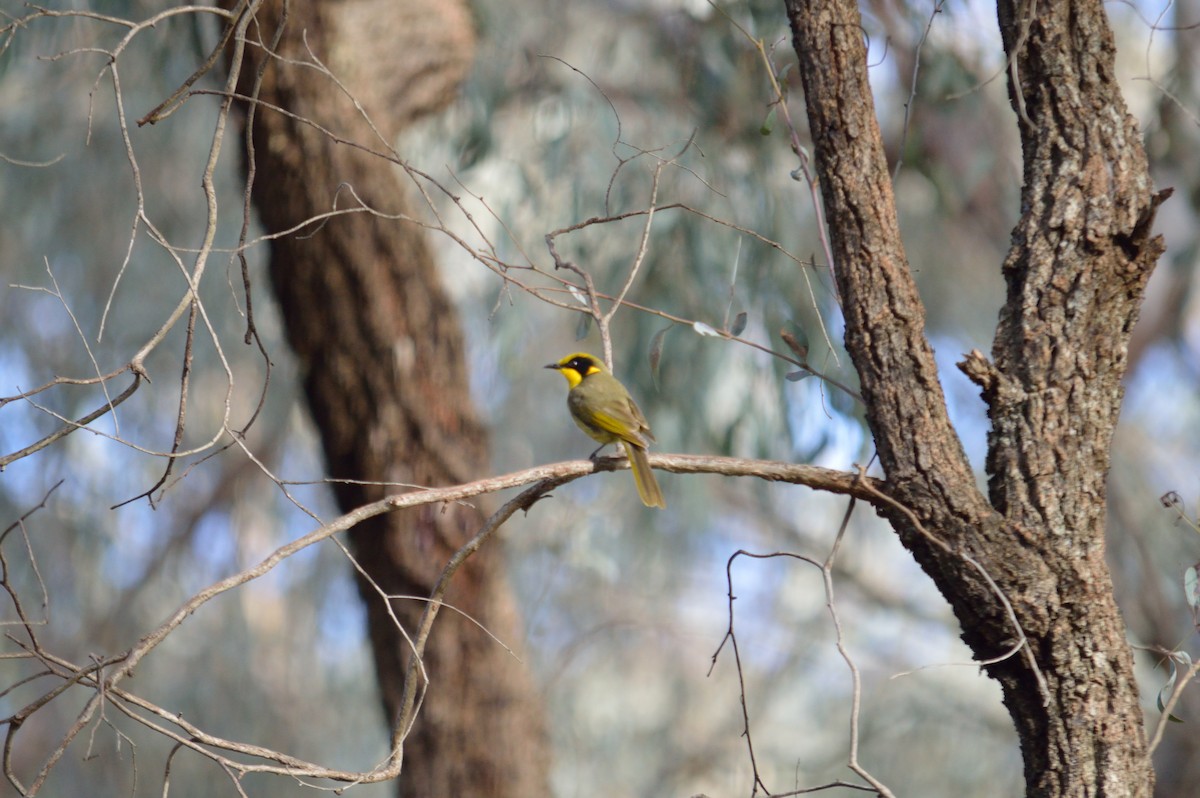 Yellow-tufted Honeyeater - ML642986873