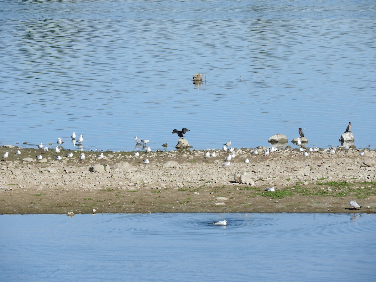 Black-headed Gull - ML642986876