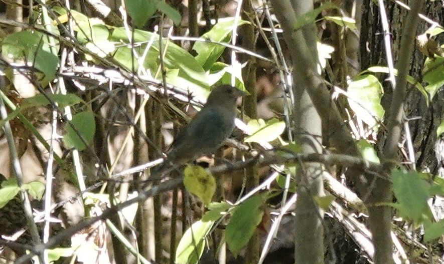 Indigo Bunting - ML642986879