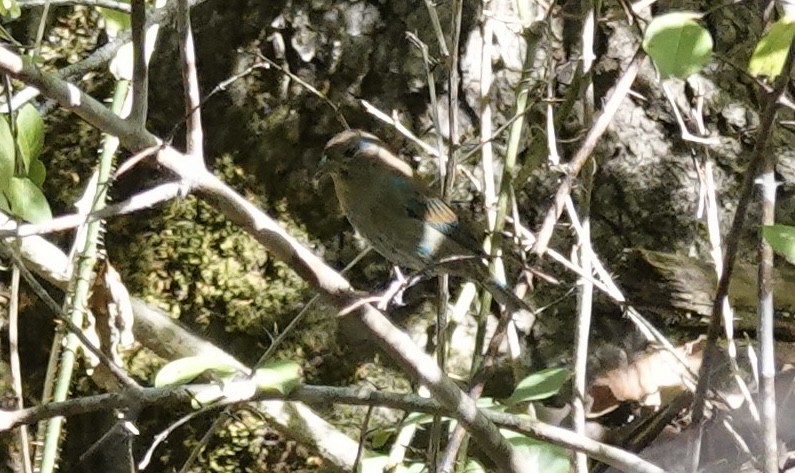 Indigo Bunting - ML642986880
