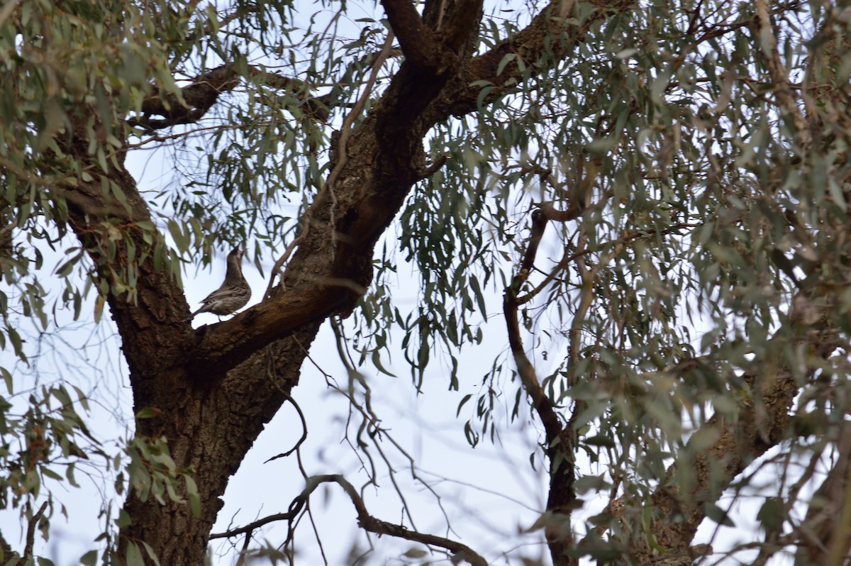 Red Wattlebird - ML642986882