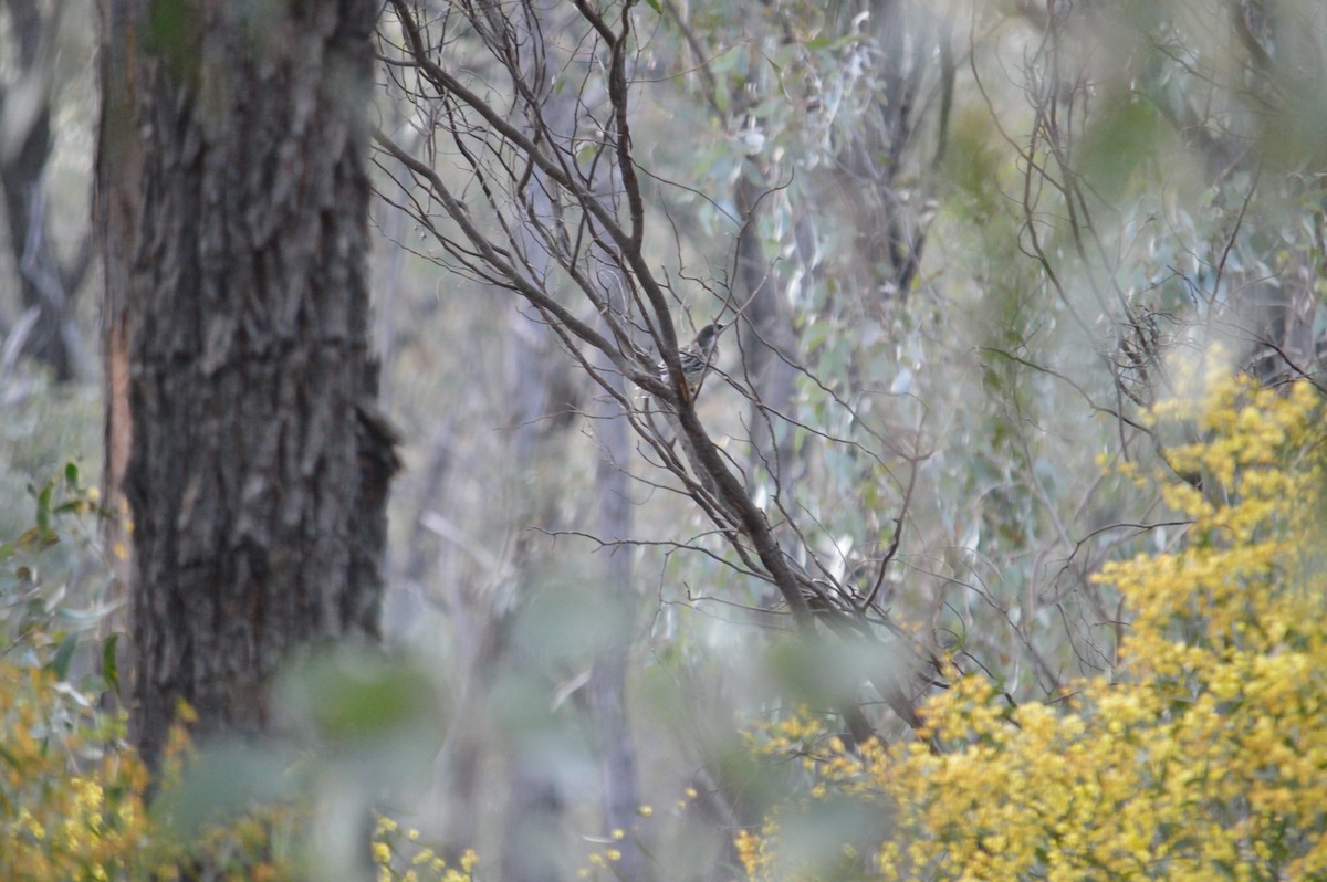 Red Wattlebird - ML642986883