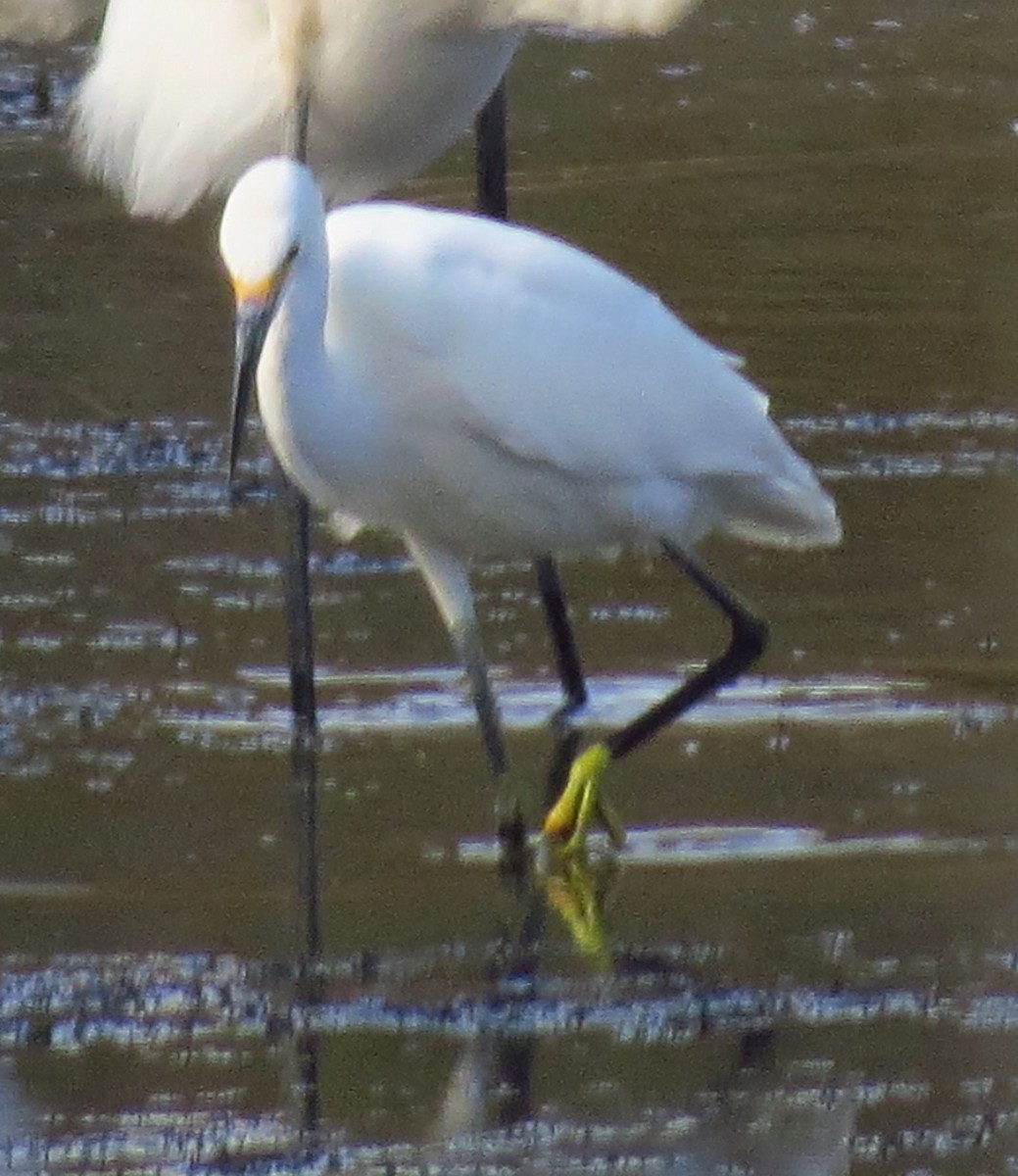Snowy Egret - ML642986884