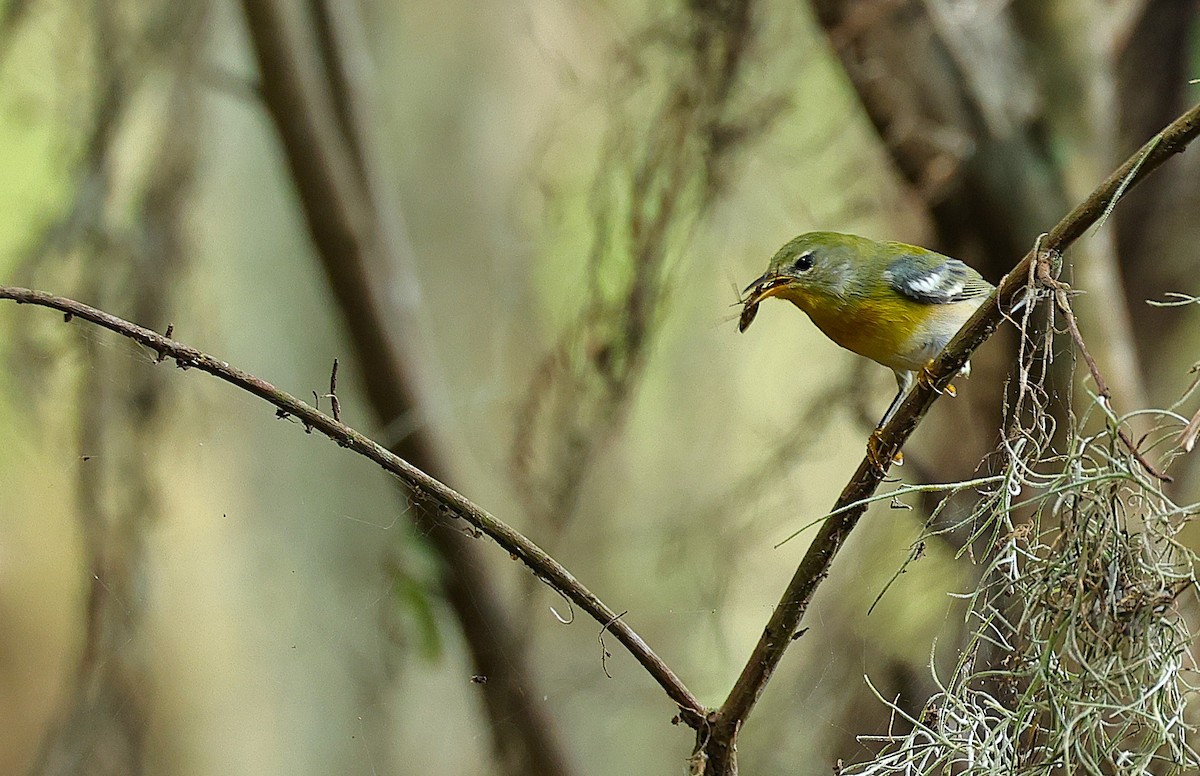 Northern Parula - ML642986885