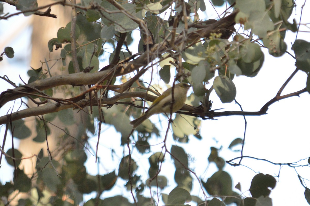 Fuscous Honeyeater - ML642986889