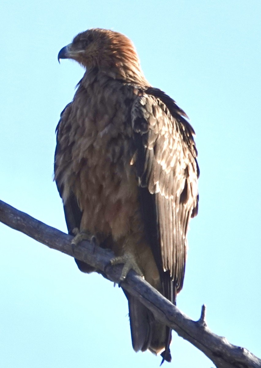 Tawny Eagle - ML642986892