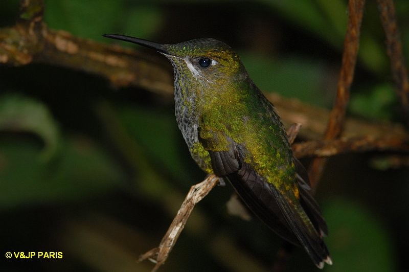 Violet-fronted Brilliant - ML642986894
