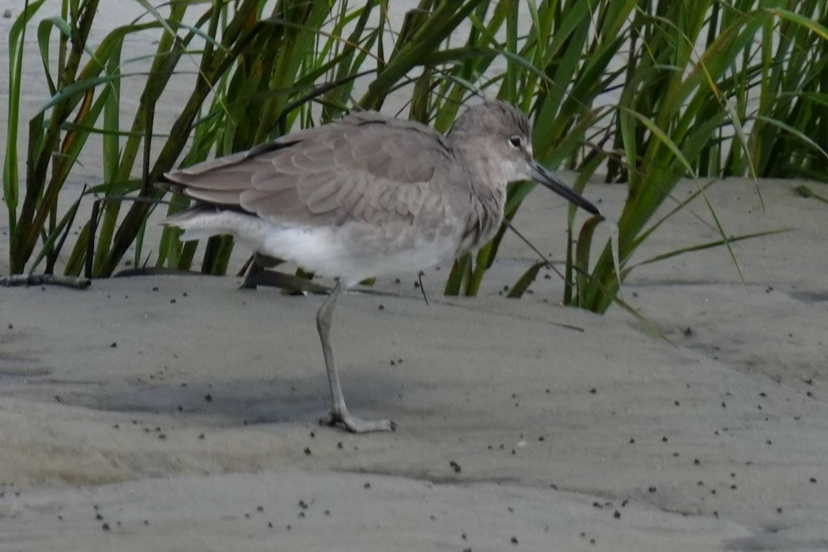 Willet - ML642986900