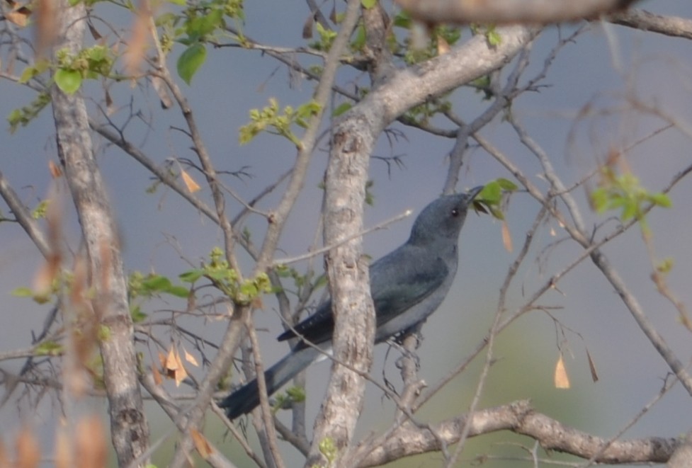 Black-winged Cuckooshrike - ML642986903