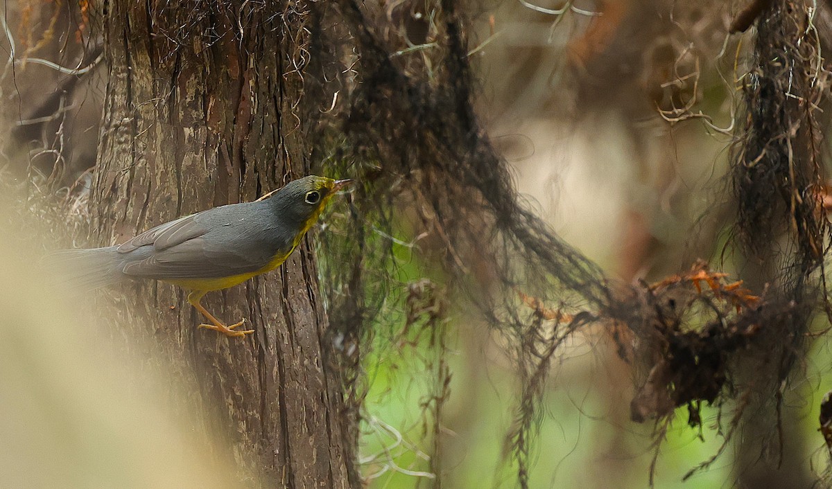 Canada Warbler - ML642986909
