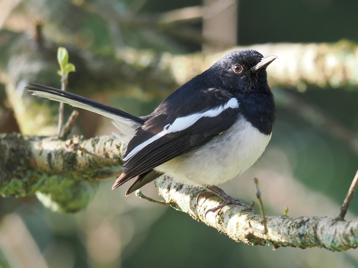 Oriental Magpie-Robin - ML642986910
