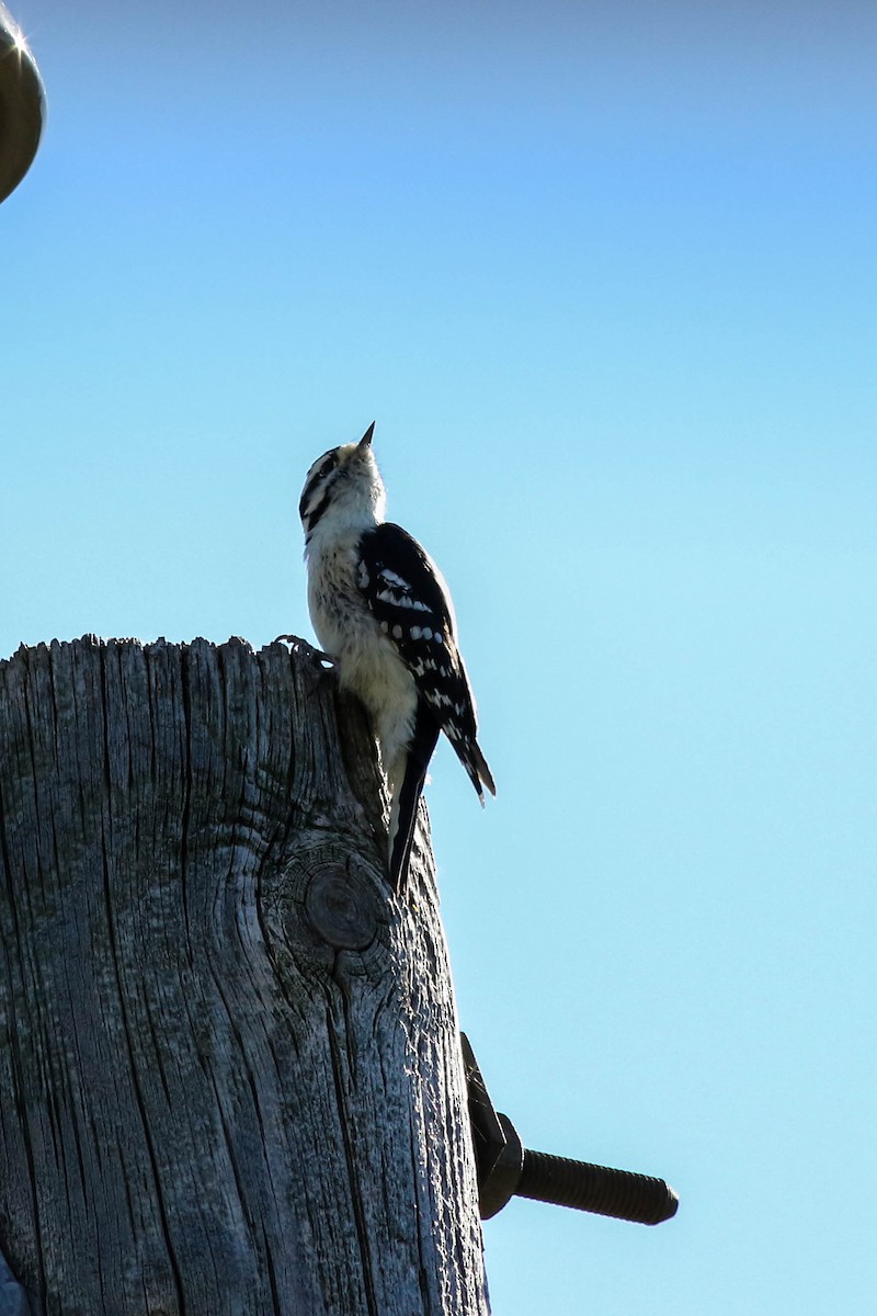 Downy Woodpecker - ML642986917