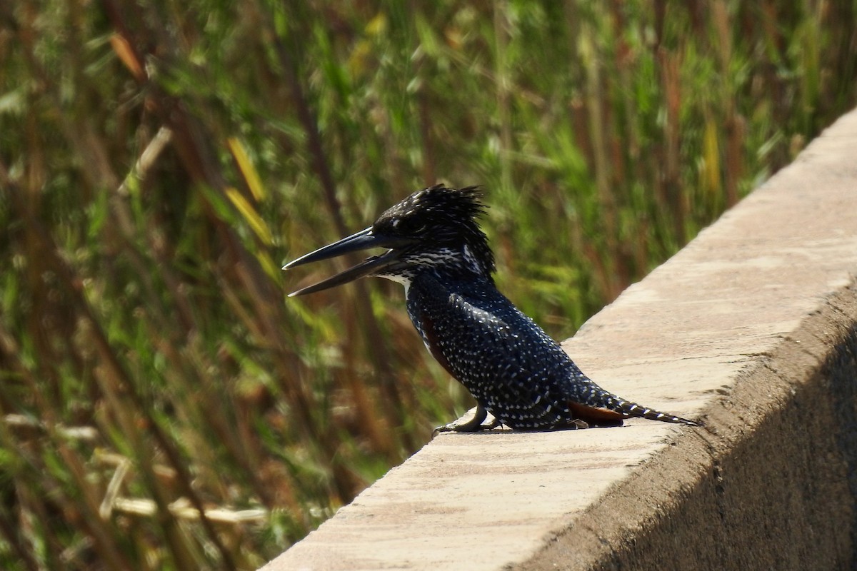 Giant Kingfisher - ML642986918