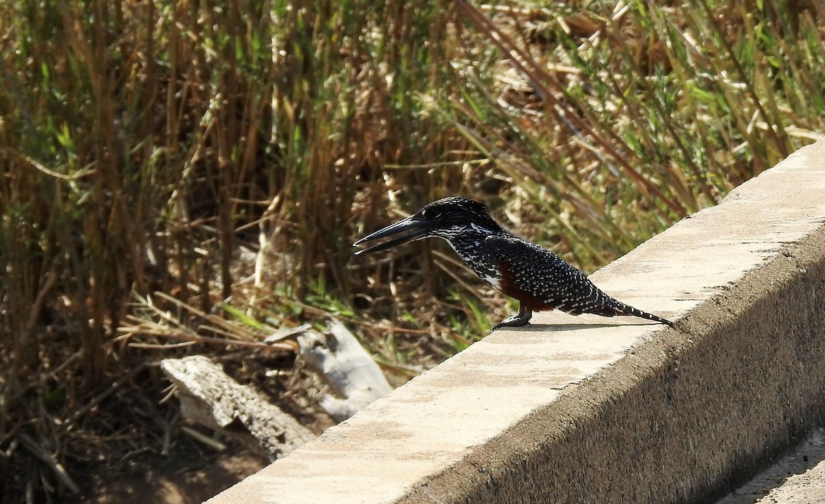 Giant Kingfisher - ML642986919